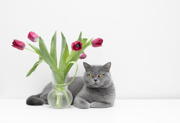 British cute cat with pink tulips in vase on white background. Grey cat with flowers on a white table. Space for text.