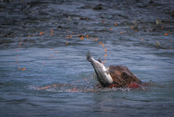 Fototapeta premium Seal is eating a salmon