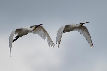 spoonbill in flight