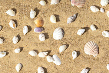 Top view of sandy beach with seashells. Many different shells on the sand pattern.