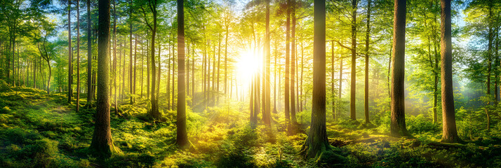 Lush green forest with sunlight filtering through branches