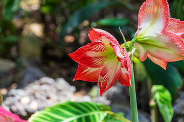 Red and White Lily Blooming in a Shaded Garden