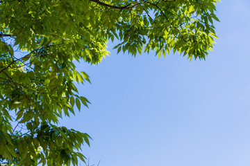 Green Leaves Against Clear Blue Sky