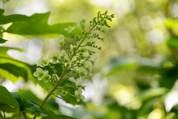 Blooming Oakleaf Hydrangea in Gentle Light
