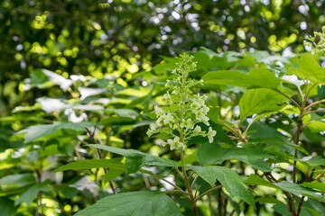 Oakleaf Hydrangea in Dappled Sunlight
