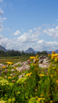 Rocky landscape with forest picos de europa, asturias with yellow flowers and mountain with big mountain last shot of the image clouds in the sky.