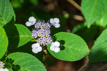 美しい紫陽花のマクロ