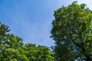 Lush Green Trees Against a Clear Blue Sky