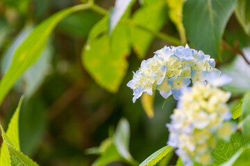 Delicate Blue Hydrangea Bloom in Lush Greenery