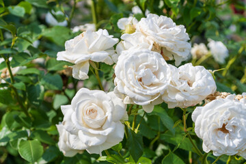 純白の美しいバラ