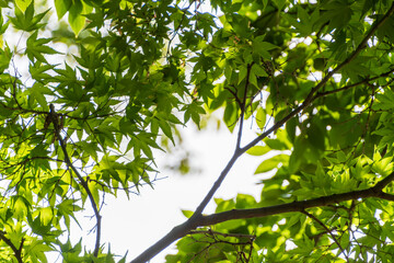 Sunlight Filtering Through Maple Leaves