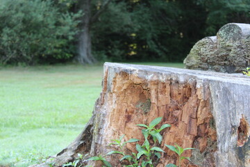 tree stump