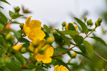 A close-up shot of vibrant yellow St. John's Wort blossoms surrounded by fresh green leaves.
