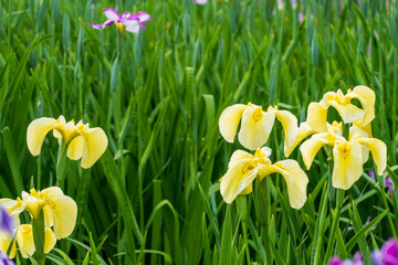 Obraz premium 花菖蒲