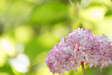 光を浴びるピンクの紫陽花