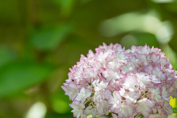 光を浴びるピンクの紫陽花