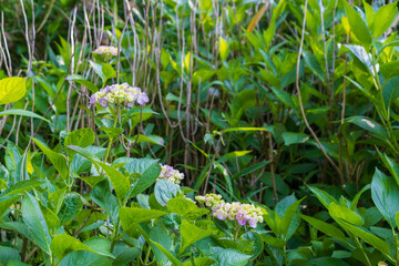 紫陽花の花畑