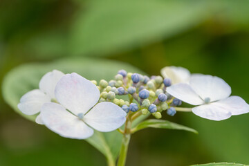 咲き掛けの額紫陽花