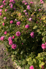 A lot of roses in a countryside farm before collecting in spring, close up