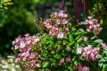 Fototapeta premium 陽光に照らされたピンクの薔薇