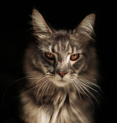 Close-up Portrait of Expression Maine Coon Cat on Black Background, Front view