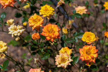 鮮やかなオレンジと黄色のバラ