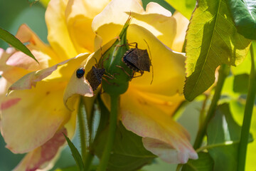 薔薇の花びらのてんとう虫と、蕾についたカメムシ