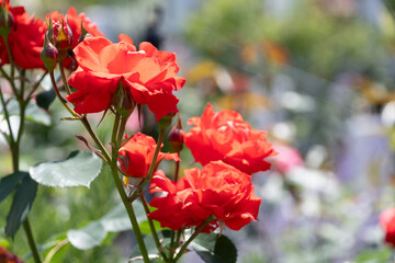 咲き誇る薔薇の花