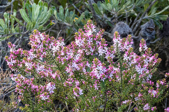 Sydney Boronia plant in flower with Saw Banksia plant in background