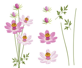 Set cosmos flower vector illustration