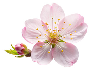 Cherry Blossom flower png
