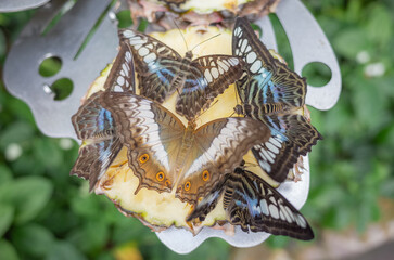 a lot of butterflies gathering on a slice of pine apple in butterfly garden of singapore changi airport
