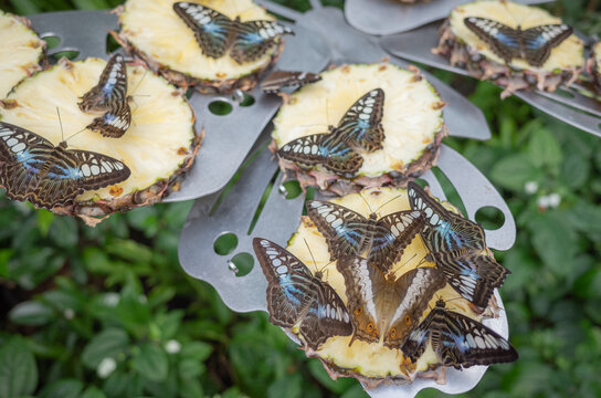 a lot of butterflies gathering on a slice of pine apple in butterfly garden of singapore changi airport
