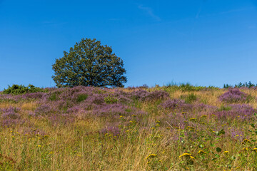 Wacholderheide in der Eifel bei Langscheid