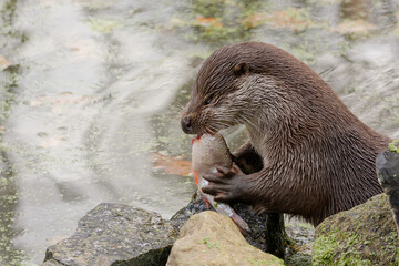 the otter eats freshly fish
