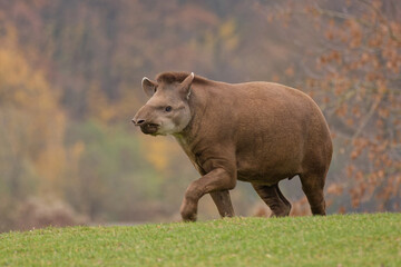 Fototapeta premium Lowland tapir (Tapirus terrestris) walking on green grass meadow, side view of endangered mammal in natural habitat