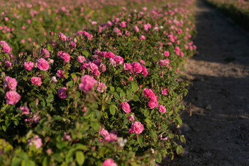 A lot of roses in a countryside farm before collecting in spring.