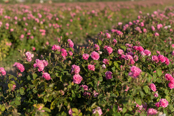 Fototapeta premium A lot of roses in a countryside farm before collecting in spring.