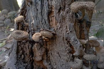 Dead fungus on a weathered tree trunk.