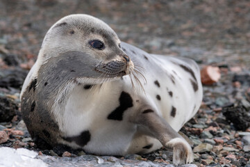 A large adult harp seal with a light grey coat with dark spots. The seal is propped up on ice...
