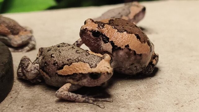 Bullfrog (Kaloula pulchra) in the wild.