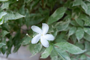 High quality white crape jasmine flowers single focus on the petals. Tabernaemontana divaricata, commonly called pinwheel flower, crape jasmine. Original photo without editing.