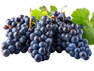Fototapeta premium Close-up of fresh, plump purple grapes with green leaves on a white background, showcasing their juicy and ripe texture