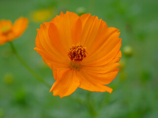 Orange cosmos flowers in a field, taken close-up  Green and blurred background