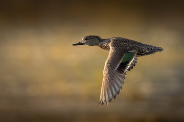 Mallard duck