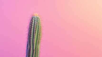 Naklejka premium A solitary cactus against a pastel pink background, with soft lighting highlighting the texture of the plant spines. The image exudes calm and simplicity.