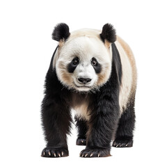 Obraz premium Playful Giant Panda Strikes a Pose, Isolated on Transparent Background.