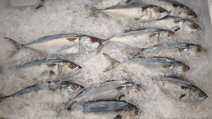 Fresh fish on ice in the shop