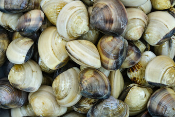 Fresh clams for seafood background
