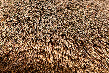 Detail of a section of a thatching used as a roofing material